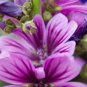 Meet your Posher, Chelese